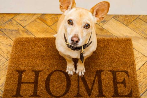 Ein Hund sitzt in einem Altbau vor der Wohnungstür auf einer Fußmatte auf der "Home" steht und begrüßt die neuen Wohnungseigentümer | Entwicklung Immobilienpreise